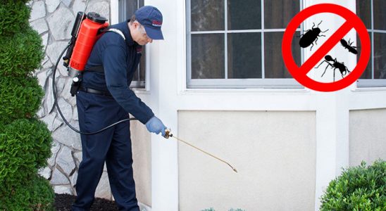 Bayrampaşa Bit İlaçlama böcek ilaçlama ve haşere kontrolü — ilaclama-tr.com